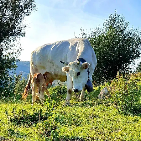 Bed & Breakfast Domus Mare Cilento